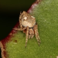 Hortophora sp. (genus) at Melba, ACT - 1 Nov 2020