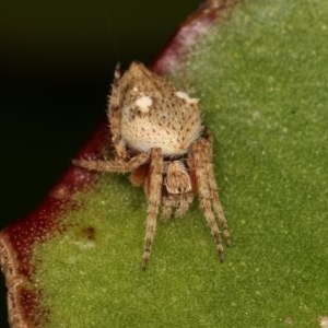 Hortophora sp. (genus) at Melba, ACT - 1 Nov 2020