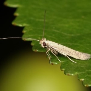 Tineola bisselliella at Melba, ACT - 1 Nov 2020