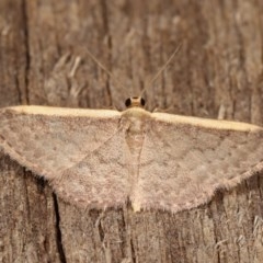 Idaea costaria (White-edged Wave) at Melba, ACT - 1 Nov 2020 by kasiaaus