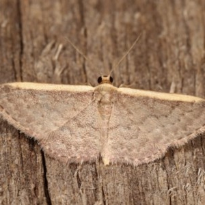 Idaea costaria at Melba, ACT - 1 Nov 2020 10:52 PM