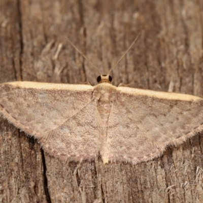 Idaea costaria (White-edged Wave) at Melba, ACT - 1 Nov 2020 by kasiaaus