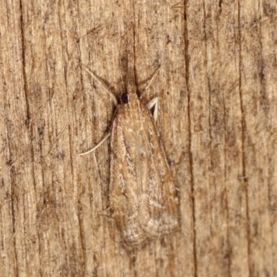 Achyra affinitalis (Cotton Web Spinner, Pyraustinae) at Melba, ACT - 1 Nov 2020 by kasiaaus