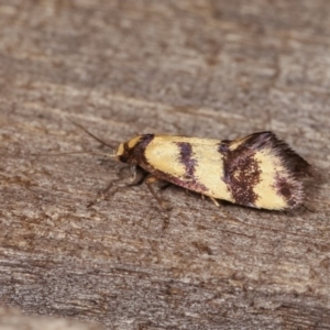 Olbonoma triptycha at Melba, ACT - 1 Nov 2020 11:06 PM