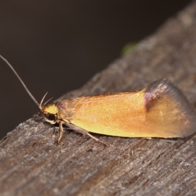 Delexocha ochrocausta (A concealer moth) at Melba, ACT - 1 Nov 2020 by kasiaaus