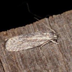 Agriophara dyscapna (A Flat-bodied moth (Depressidae) at Melba, ACT - 1 Nov 2020 by kasiaaus