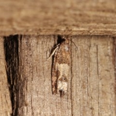 Crocidosema plebejana (Cotton Tipworm Moth) at Melba, ACT - 1 Nov 2020 by kasiaaus