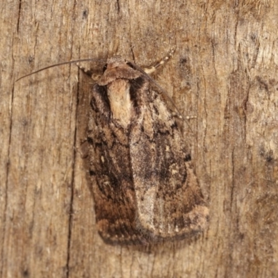 Proteuxoa provisional species 2 (A Noctuid moth) at Melba, ACT - 1 Nov 2020 by kasiaaus