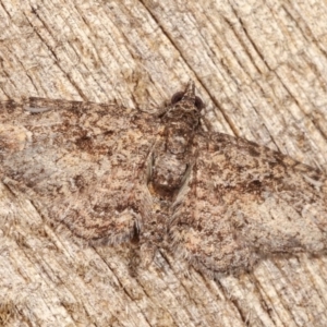 Chloroclystis filata at Melba, ACT - 1 Nov 2020 11:50 PM