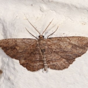 Ectropis (genus) at Melba, ACT - 2 Nov 2020 12:03 AM