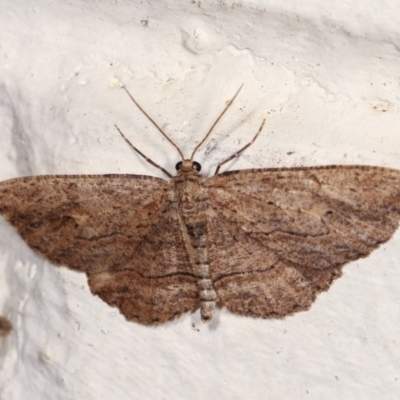Ectropis (genus) (An engrailed moth) at Melba, ACT - 1 Nov 2020 by kasiaaus