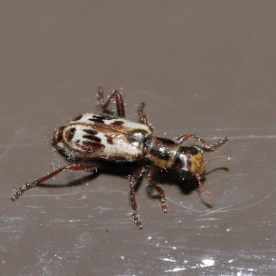 Lemidia cicatricosa (Clerid beetle) at Acton, ACT - 25 Oct 2020 by TimL