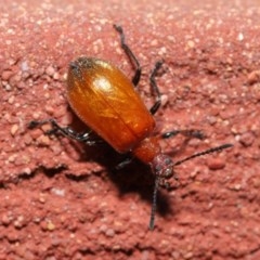 Ecnolagria grandis at Acton, ACT - 23 Oct 2020