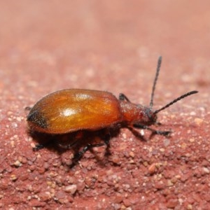 Ecnolagria grandis at Acton, ACT - 23 Oct 2020