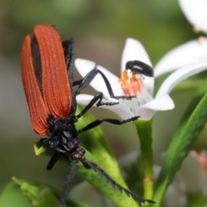 Dermestidae sp. (family) at Acton, ACT - 23 Oct 2020