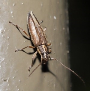 Temnosternus planiusculus at Acton, ACT - 23 Oct 2020