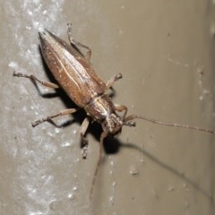 Temnosternus planiusculus at Acton, ACT - 23 Oct 2020