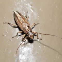 Temnosternus planiusculus at Acton, ACT - 23 Oct 2020