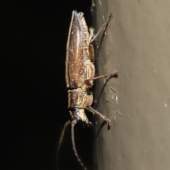 Temnosternus planiusculus at Acton, ACT - 23 Oct 2020