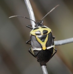 Commius elegans (Cherry Ballart Shield Bug) at ANBG - 23 Oct 2020 by TimL