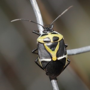 Commius elegans at Acton, ACT - 23 Oct 2020 12:06 PM