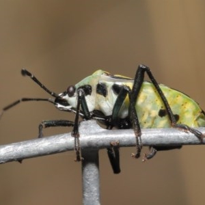 Commius elegans at Acton, ACT - 23 Oct 2020 12:06 PM