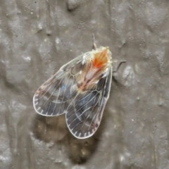 Saccharodite chrysonoe (Derbid planthopper) at Downer, ACT - 31 Oct 2020 by TimL