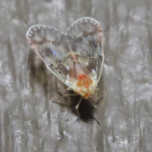 Saccharodite chrysonoe at Downer, ACT - 1 Nov 2020