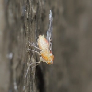 Saccharodite chrysonoe at Downer, ACT - 1 Nov 2020