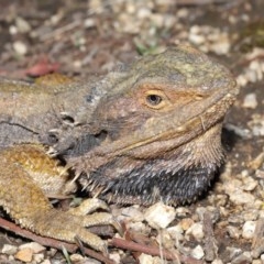 Pogona barbata (Eastern Bearded Dragon) at Acton, ACT - 29 Oct 2020 by TimL