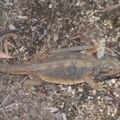 Pogona barbata at Acton, ACT - suppressed