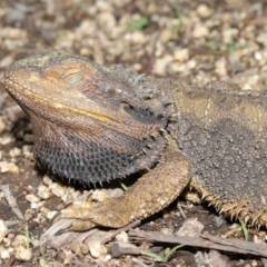 Pogona barbata at Acton, ACT - suppressed