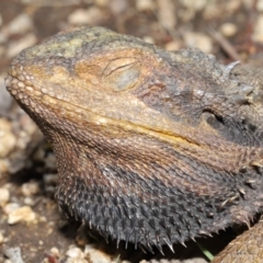 Pogona barbata at Acton, ACT - suppressed