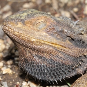 Pogona barbata at Acton, ACT - suppressed