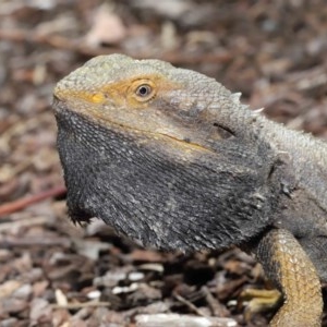 Pogona barbata at Downer, ACT - 29 Oct 2020