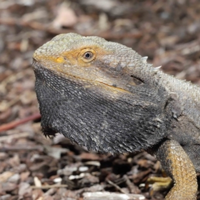 Pogona barbata (Eastern Bearded Dragon) at ANBG - 29 Oct 2020 by TimL