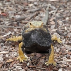 Pogona barbata at Downer, ACT - 29 Oct 2020