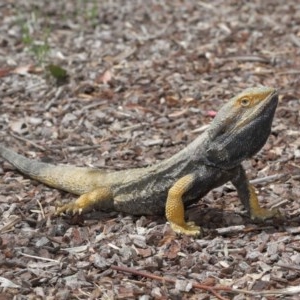 Pogona barbata at Downer, ACT - 29 Oct 2020