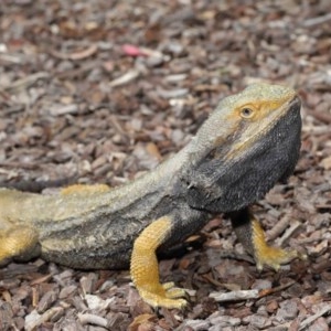 Pogona barbata at Downer, ACT - 29 Oct 2020