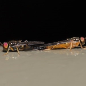 Australoactina sp. (genus) at Acton, ACT - 29 Oct 2020