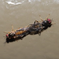 Australoactina sp. (genus) at Acton, ACT - 29 Oct 2020