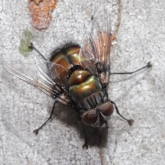 Rutilia (Donovanius) sp. (genus & subgenus) (A Bristle Fly) at Acton, ACT - 29 Oct 2020 by TimL