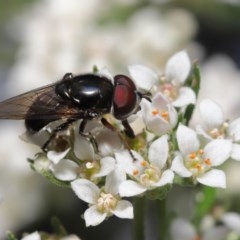 Psilota sp. (genus) (Hover fly) at Acton, ACT - 29 Oct 2020 by TimL
