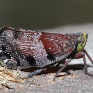 Platybrachys decemmacula at Downer, ACT - 29 Oct 2020