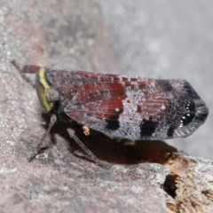 Platybrachys decemmacula at Downer, ACT - 29 Oct 2020 11:22 AM