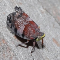 Platybrachys decemmacula at Downer, ACT - 29 Oct 2020