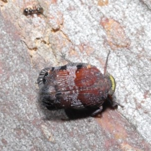 Platybrachys decemmacula at Downer, ACT - 29 Oct 2020