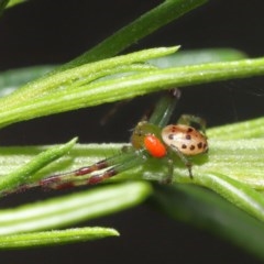 Acari (informal subclass) (Unidentified mite) at ANBG - 1 Nov 2020 by TimL