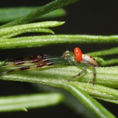 Acari (informal subclass) at Acton, ACT - 1 Nov 2020 11:10 AM