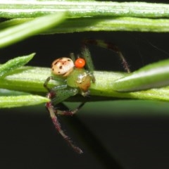 Acari (informal subclass) at Acton, ACT - 1 Nov 2020 11:10 AM